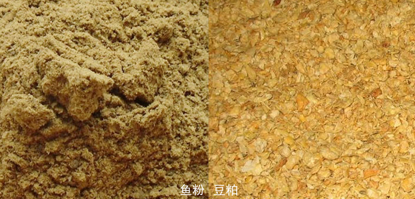 N310自動凱氏定氮儀測定魚粉與豆粕蛋白質(zhì)實(shí)例